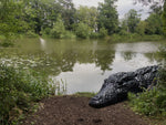 The Cuyahoga Croc